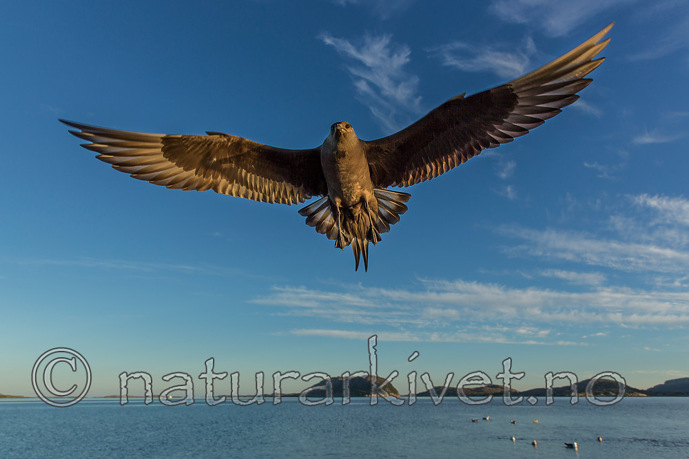 KA_160817_3 / Stercorarius parasiticus / Tyvjo