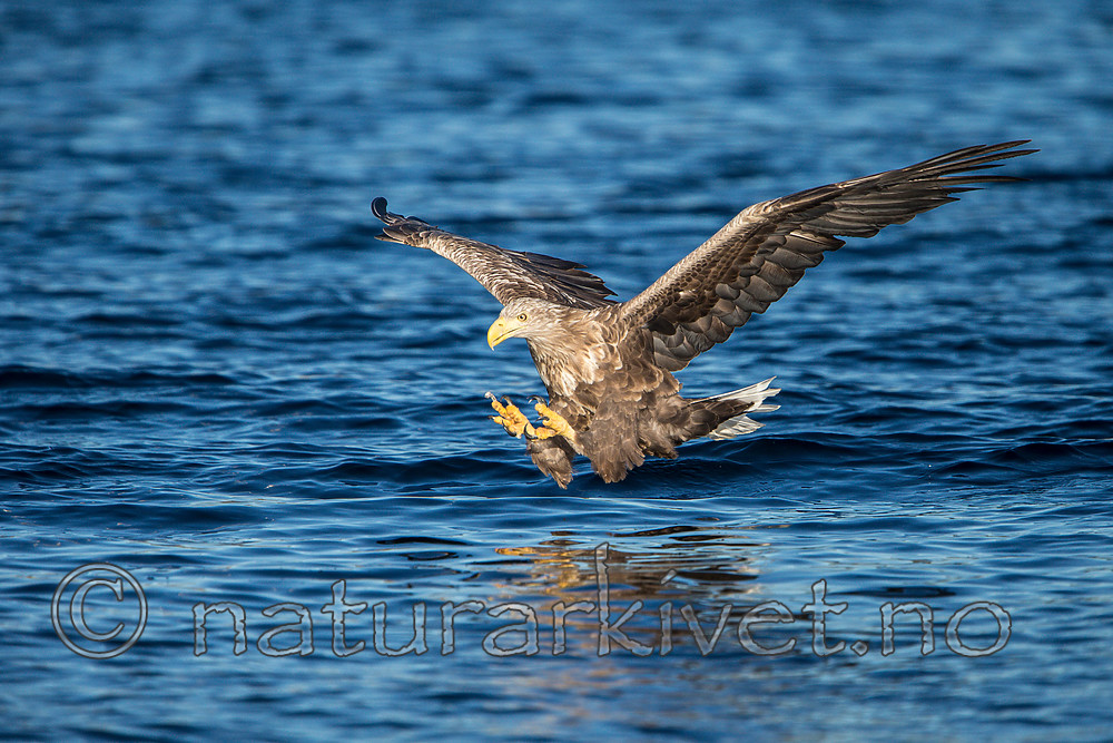 KA_160817_30 / Haliaeetus albicilla / Havørn