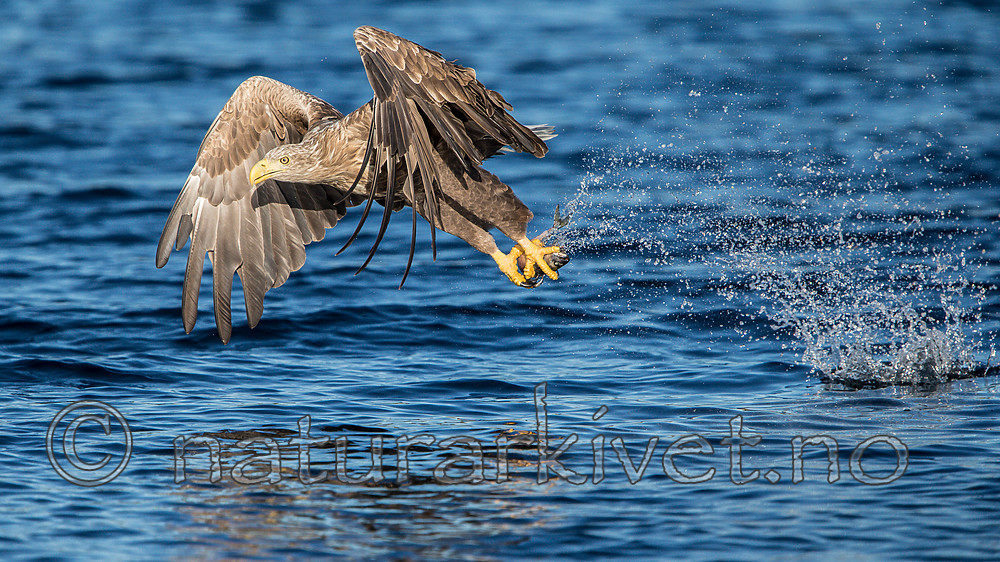 KA_160817_34 / Haliaeetus albicilla / Havørn