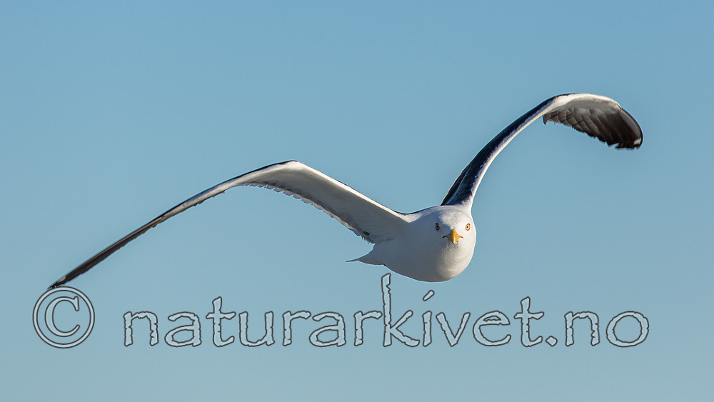 KA_160817_43 / Larus fuscus / Sildemåke <br /> Larus fuscus fuscus