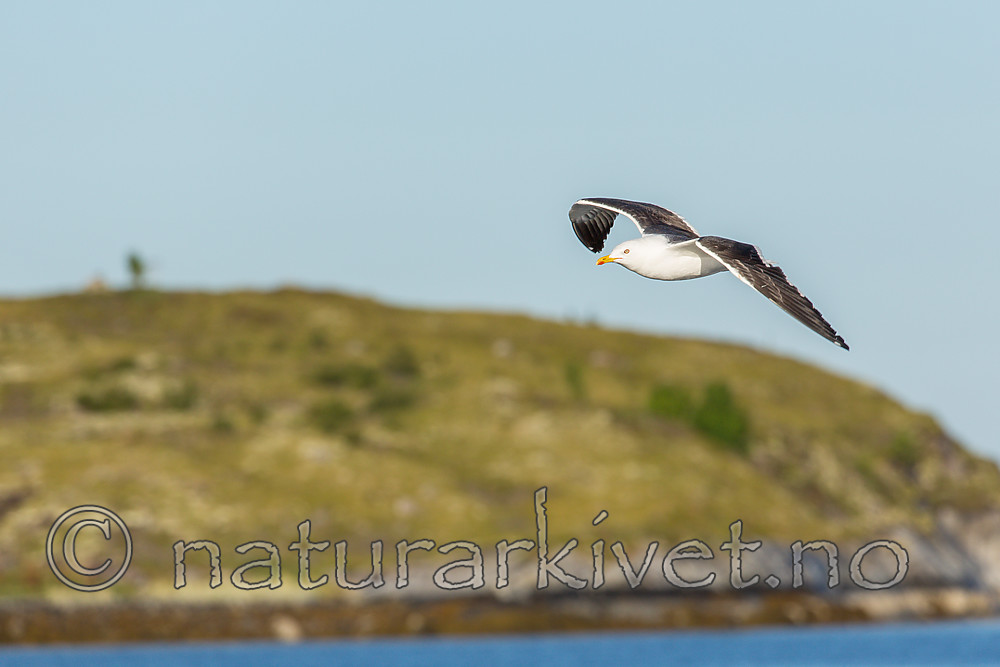 KA_160817_46 / Larus fuscus / Sildemåke <br /> Larus fuscus fuscus