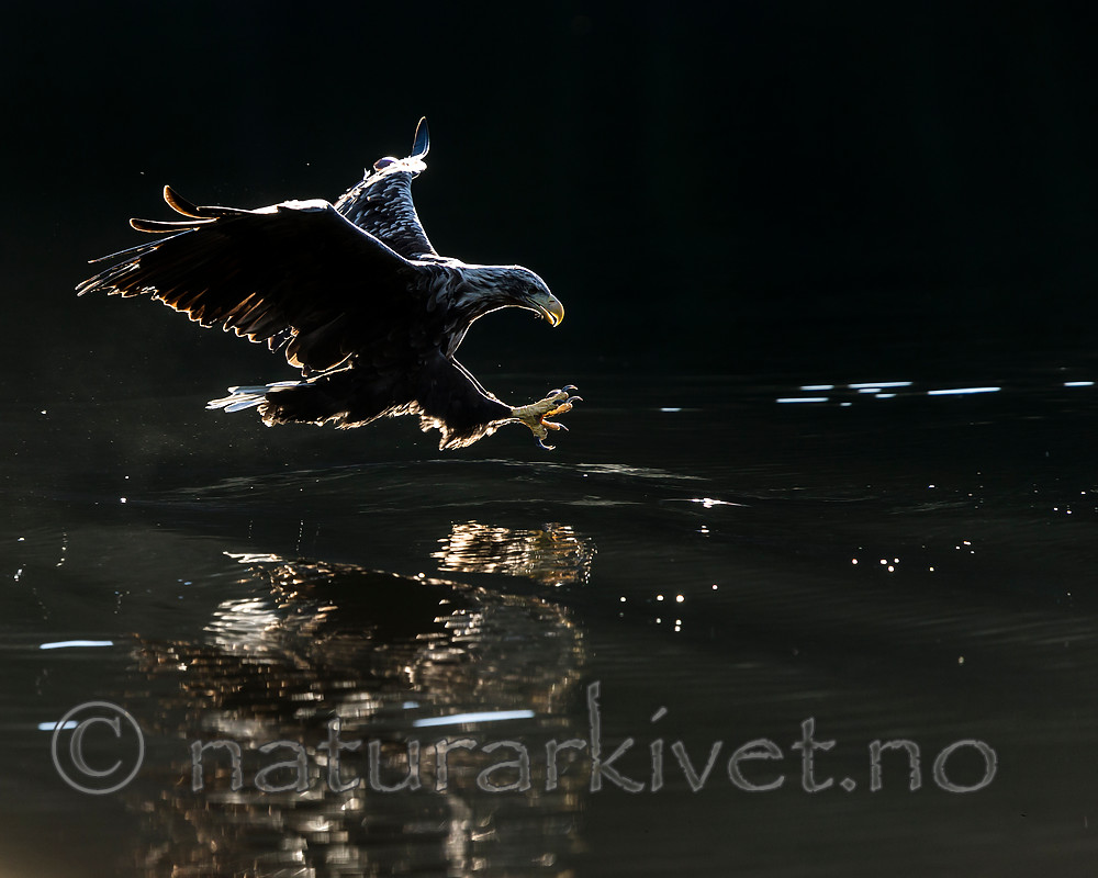 KA_160817_54 / Haliaeetus albicilla / Havørn