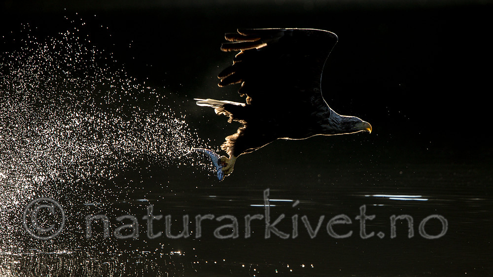 KA_160817_58 / Haliaeetus albicilla / Havørn