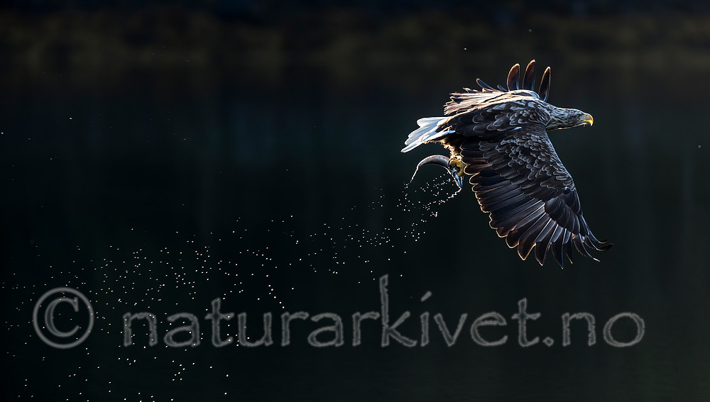 KA_160817_66 / Haliaeetus albicilla / Havørn