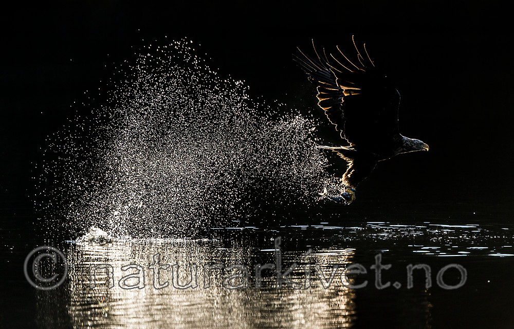 KA_160817_85 / Haliaeetus albicilla / Havørn