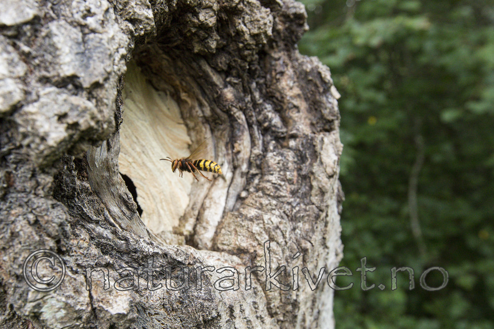 KA_160906_14 / Vespa crabro / Geithams