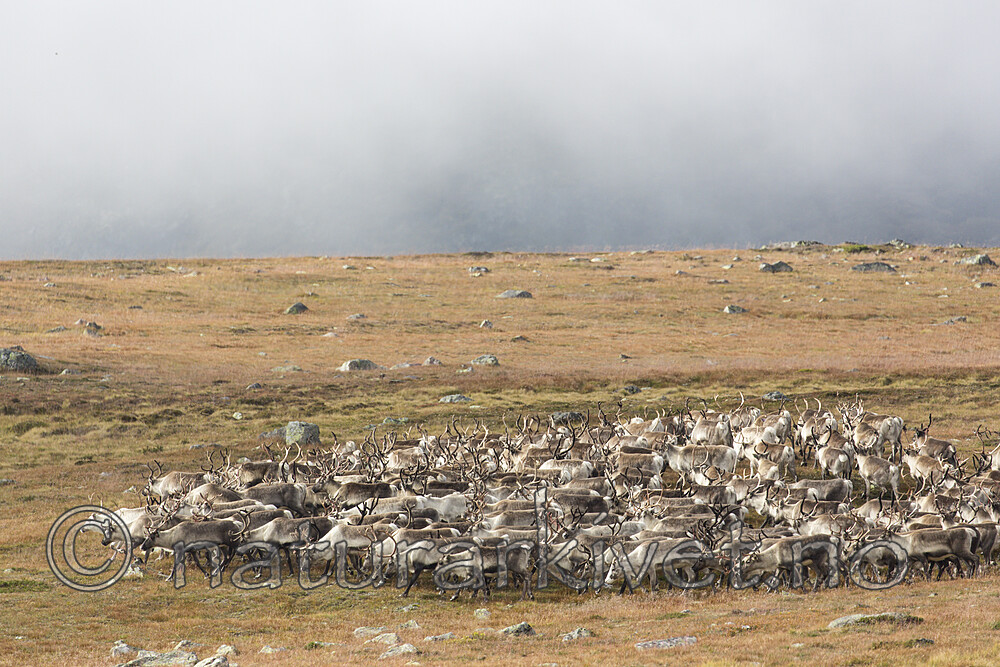 KA_160918_212 / Rangifer tarandus / Rein