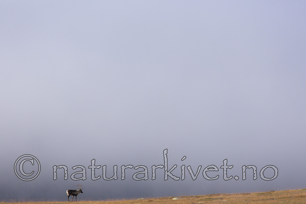 KA_160918_214 / Rangifer tarandus / Rein