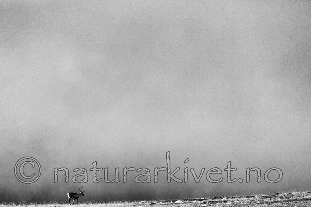 KA_160918_214_sh / Rangifer tarandus / Rein