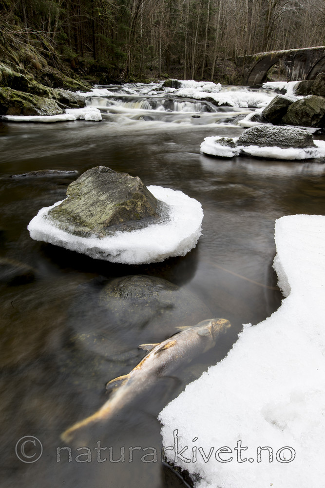 KA_161217_17 / Salmo trutta / ørret