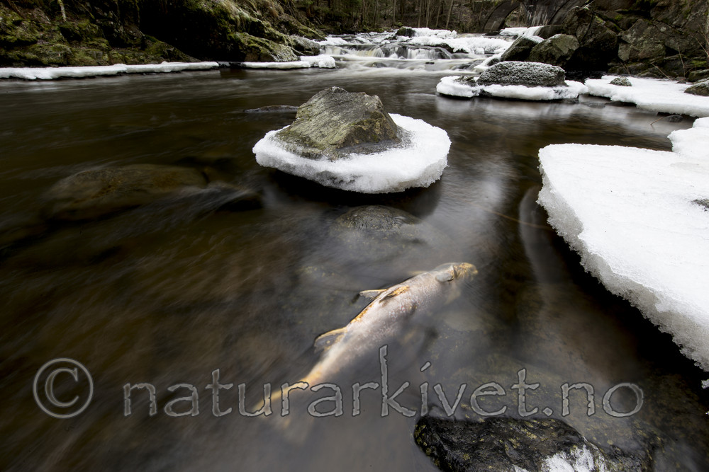 KA_161217_20 / Salmo trutta / ørret