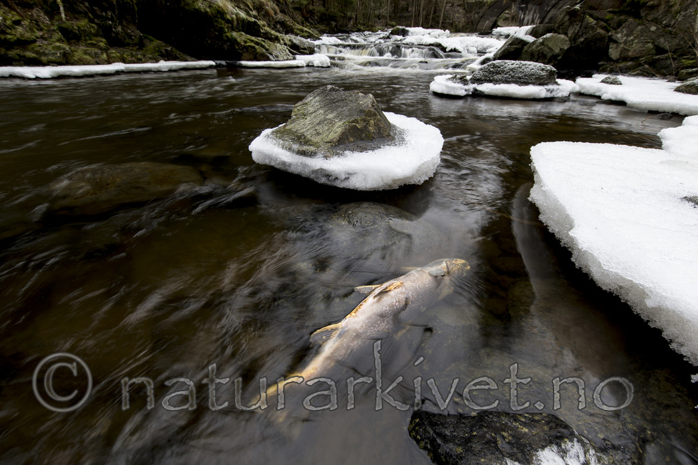 KA_161217_21 / Salmo trutta / ørret