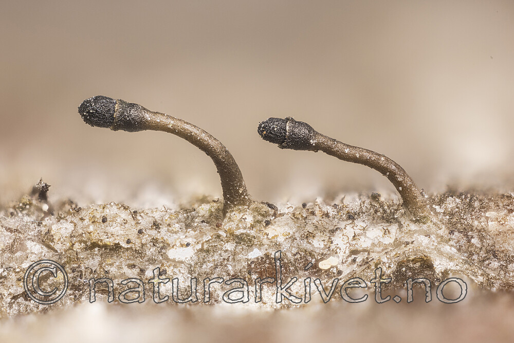 KA_170203_adaequatum / Calicium adaequatum / Orenål