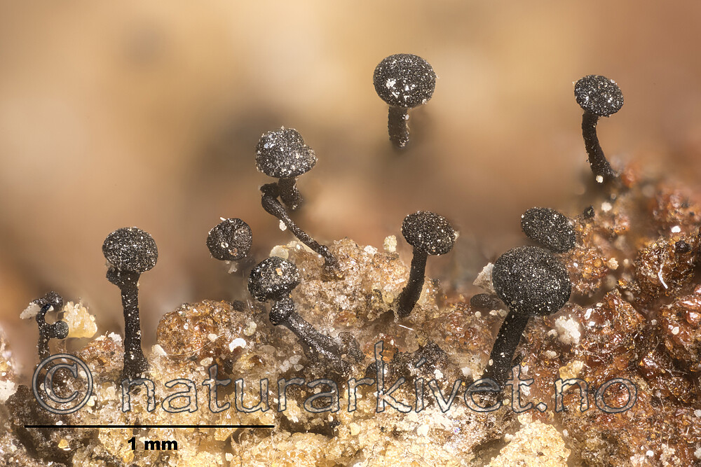 KA_170203_montana_mm / Chaenothecopsis montana