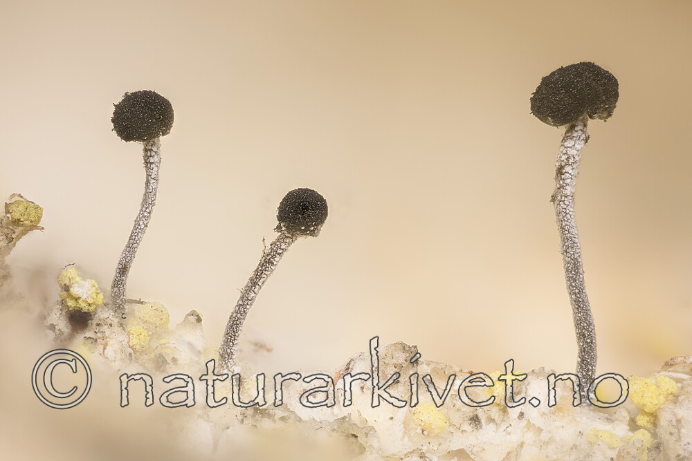 KA_170203_viridialba / Chaenothecopsis viridialba / Rimnål