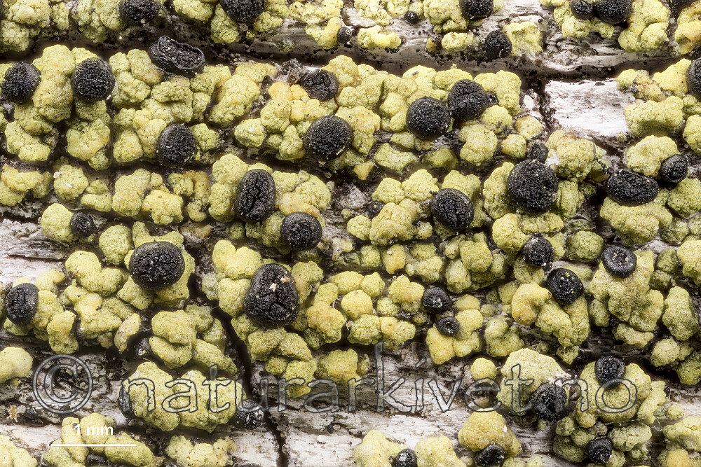 KA_170208_pinicola_mm / Cyphelium pinicola / Furusotbeger