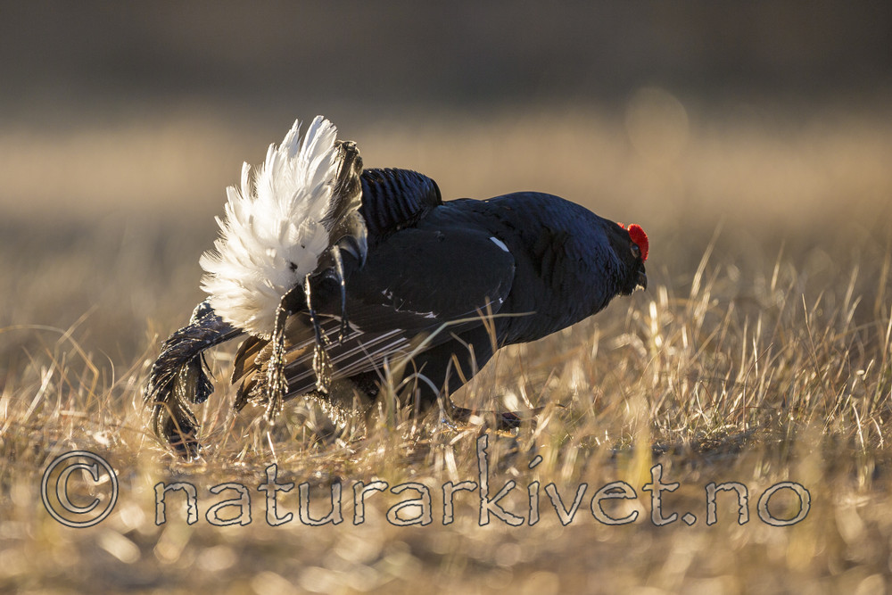 KA_170423_154 / Tetrao tetrix / Orrfugl