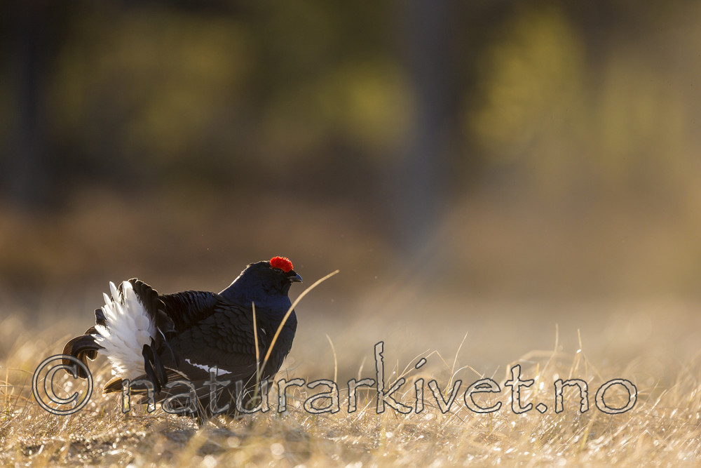 KA_170423_182 / Tetrao tetrix / Orrfugl