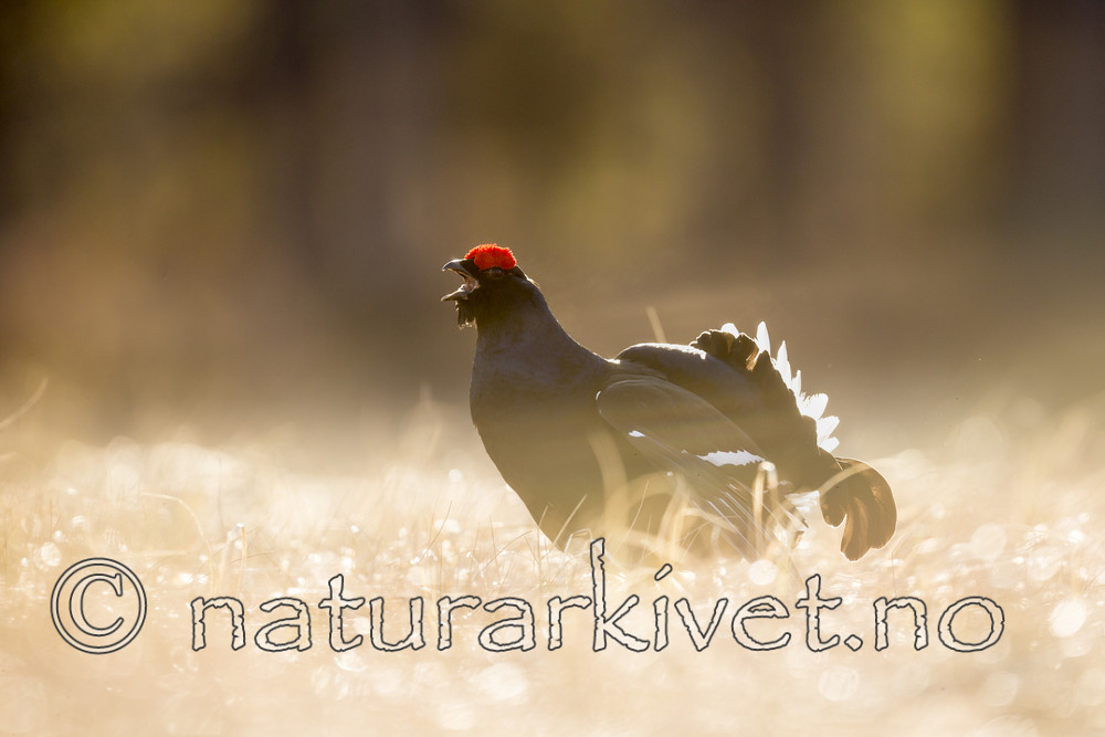 KA_170423_195 / Tetrao tetrix / Orrfugl