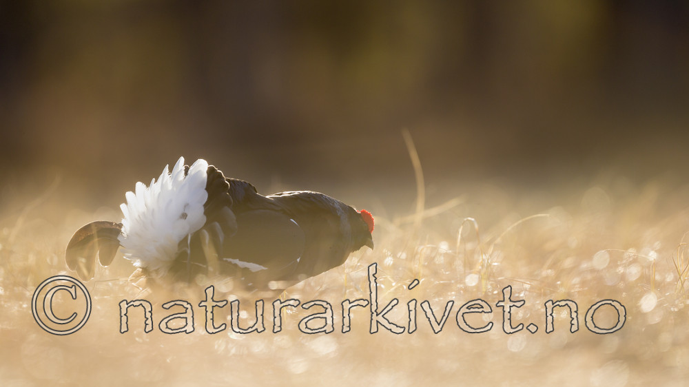 KA_170423_196 / Tetrao tetrix / Orrfugl