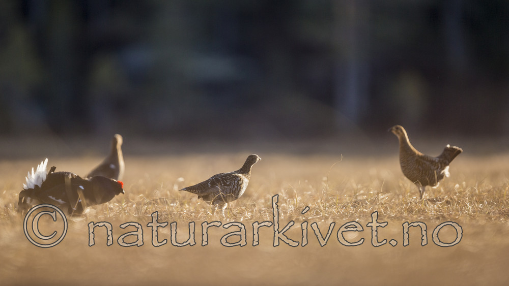 KA_170423_214 / Tetrao tetrix / Orrfugl