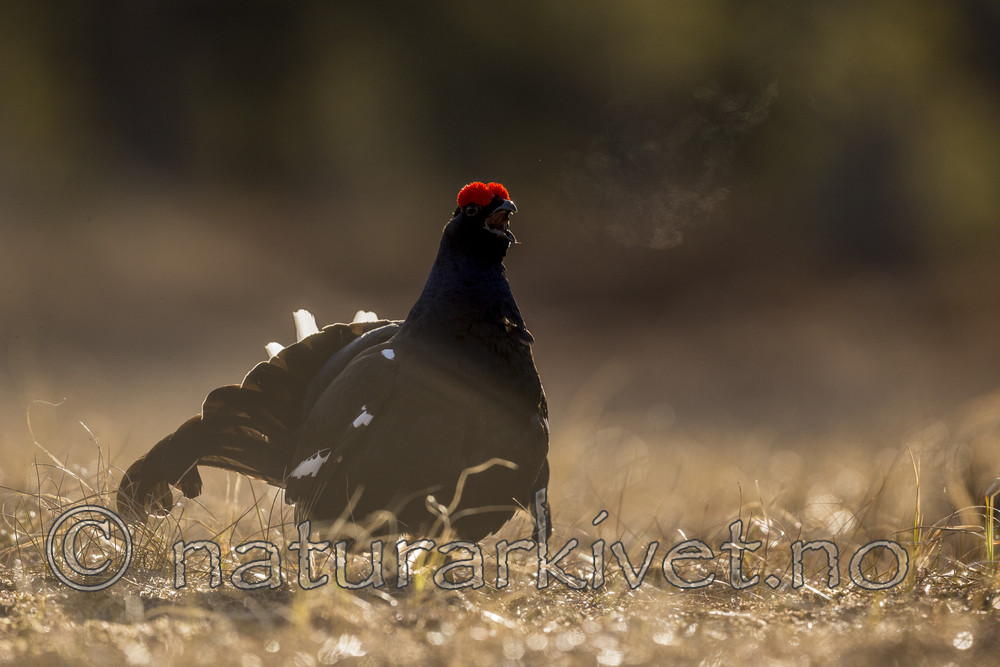 KA_170423_240 / Tetrao tetrix / Orrfugl