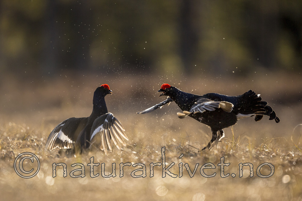 KA_170423_244 / Tetrao tetrix / Orrfugl