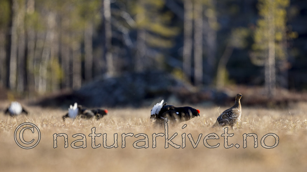 KA_170423_265 / Tetrao tetrix / Orrfugl