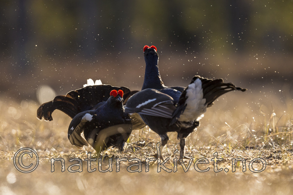 KA_170423_276 / Tetrao tetrix / Orrfugl