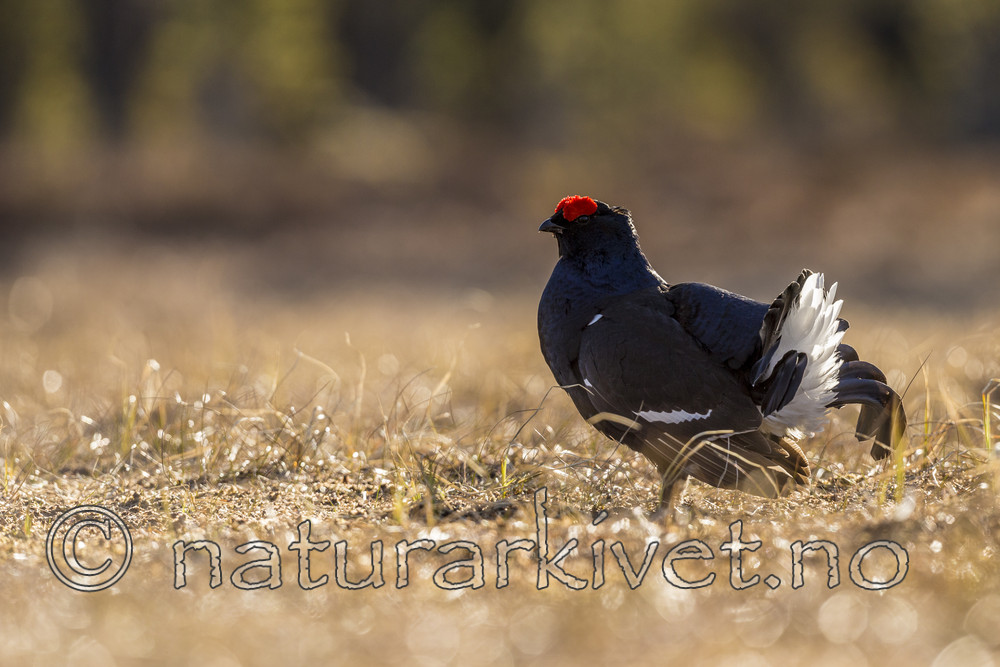 KA_170423_287 / Tetrao tetrix / Orrfugl