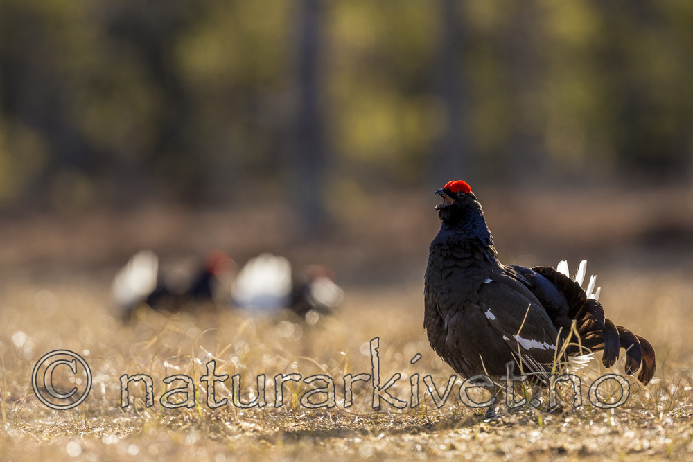 KA_170423_288 / Tetrao tetrix / Orrfugl