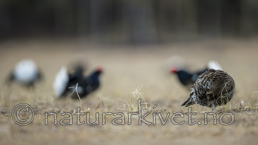 KA_170423_63 / Tetrao tetrix / Orrfugl