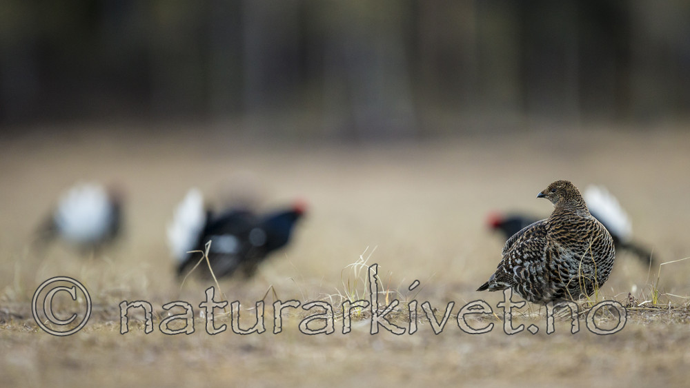 KA_170423_65 / Tetrao tetrix / Orrfugl