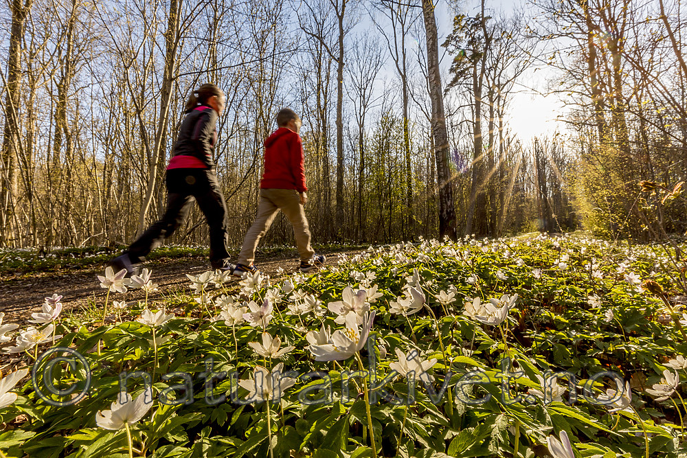 KA_170501_3 / Anemone nemorosa / Hvitveis