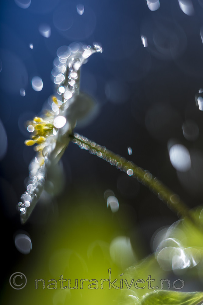 KA_170506_17 / Anemone nemorosa / Hvitveis