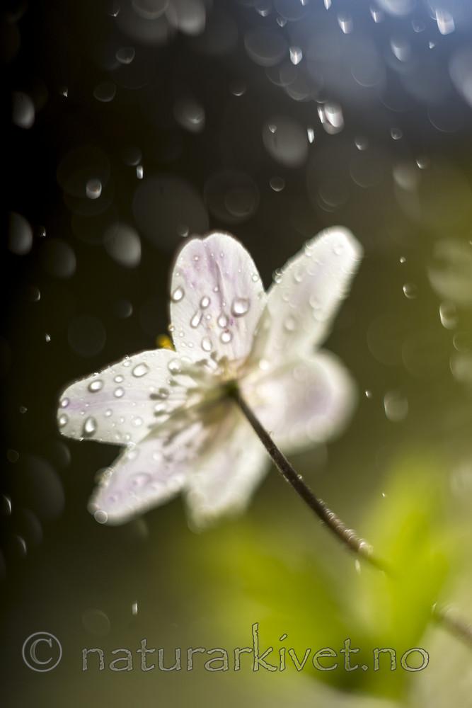 KA_170506_18 / Anemone nemorosa / Hvitveis