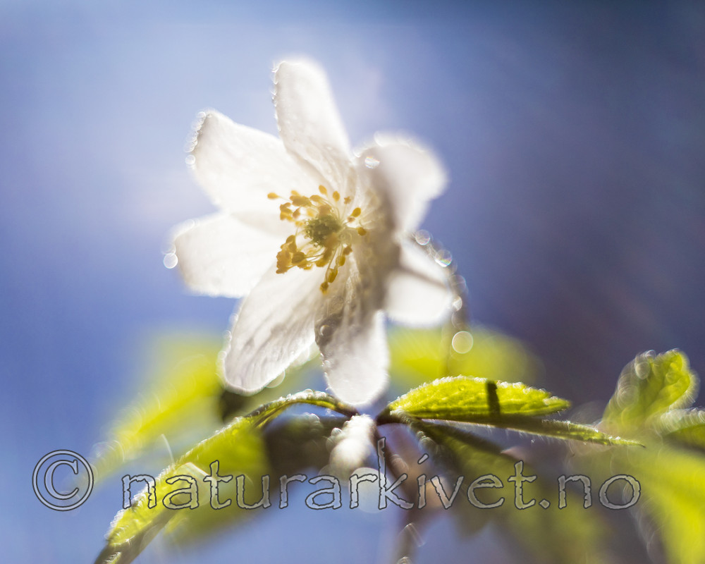 KA_170506_26 / Anemone nemorosa / Hvitveis