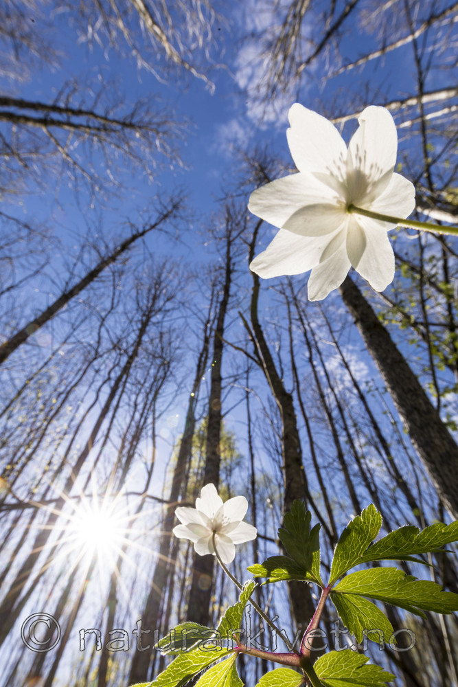 KA_170506_39 / Anemone nemorosa / Hvitveis