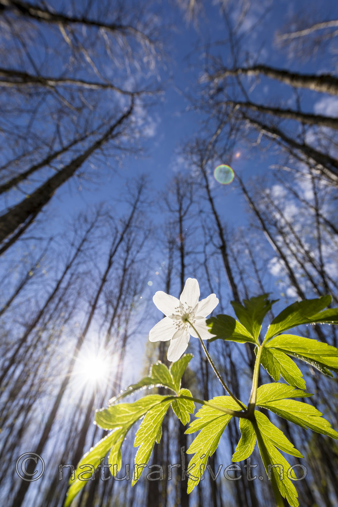 KA_170506_42 / Anemone nemorosa / Hvitveis