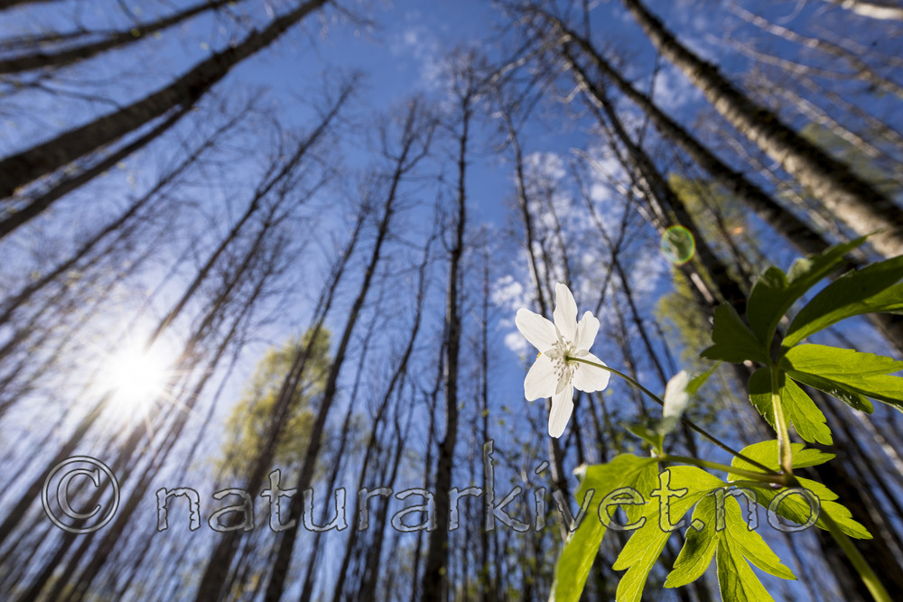 KA_170506_43 / Anemone nemorosa / Hvitveis
