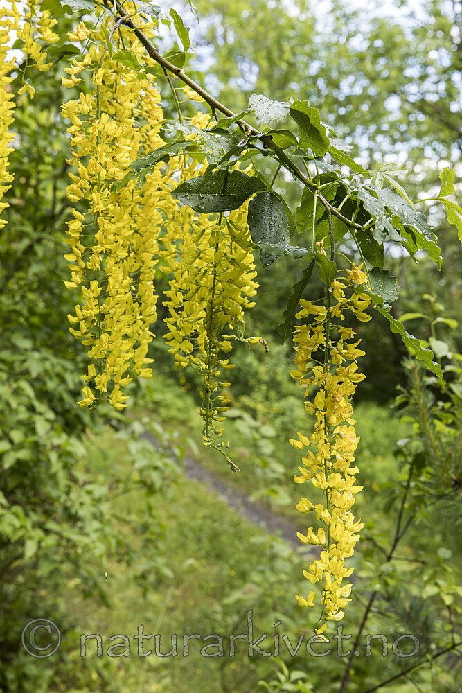 KA_170614_12 / Laburnum alpinum / Alpegullregn