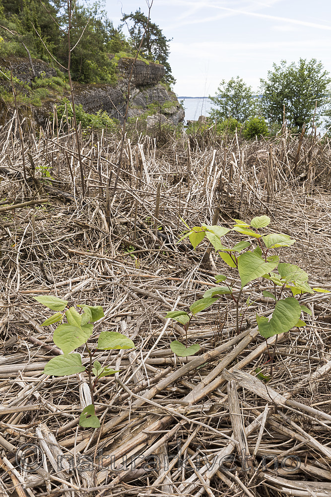 KA_170619_23 / Reynoutria japonica / Parkslirekne
