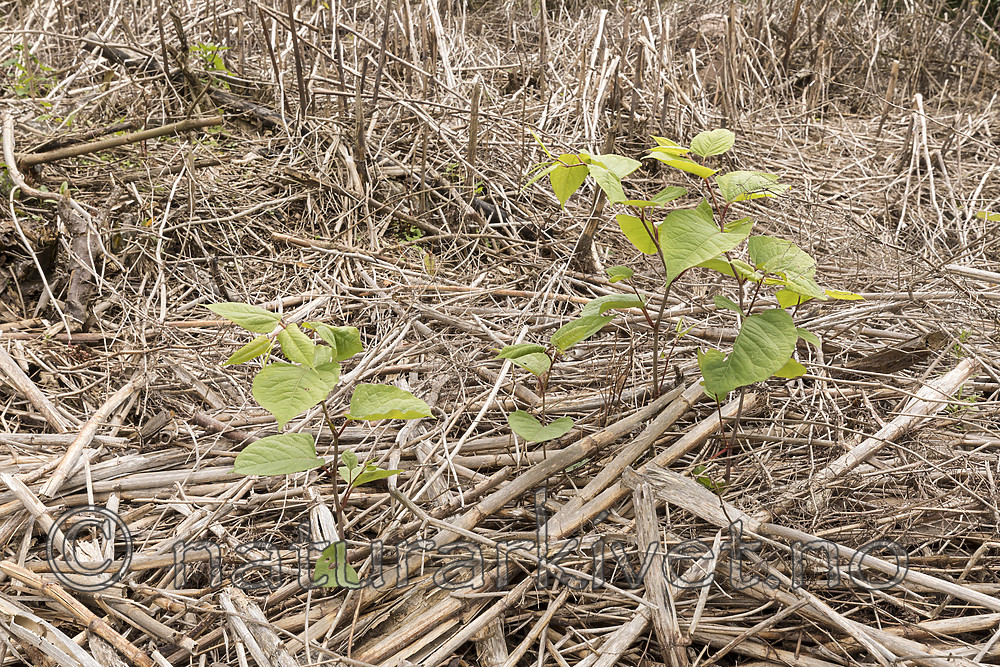 KA_170619_24 / Reynoutria japonica / Parkslirekne