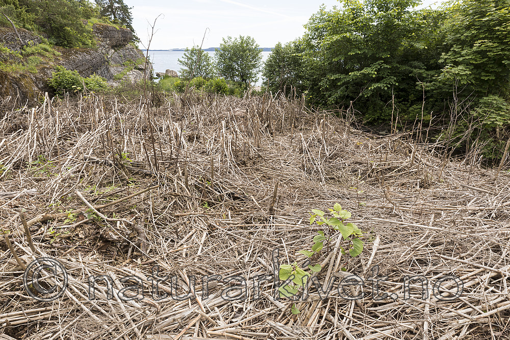 KA_170619_26 / Reynoutria japonica / Parkslirekne