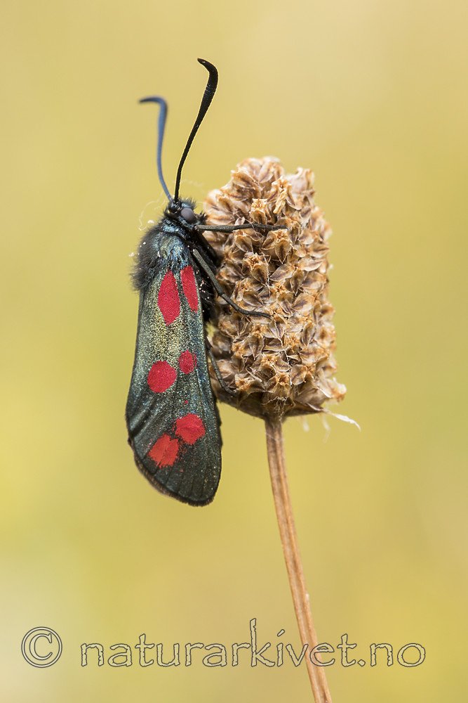 KA_170724_3 / Plantago lanceolata / Smalkjempe <br /> Zygaena filipendulae / Seksflekket bloddråpesvermer