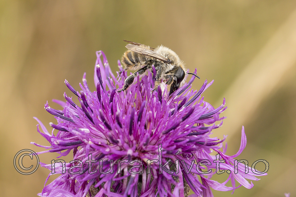 KA_170724_42 / Centaurea scabiosa / Fagerknoppurt <br /> Megachile lagopoda / Storbladskjærerbie