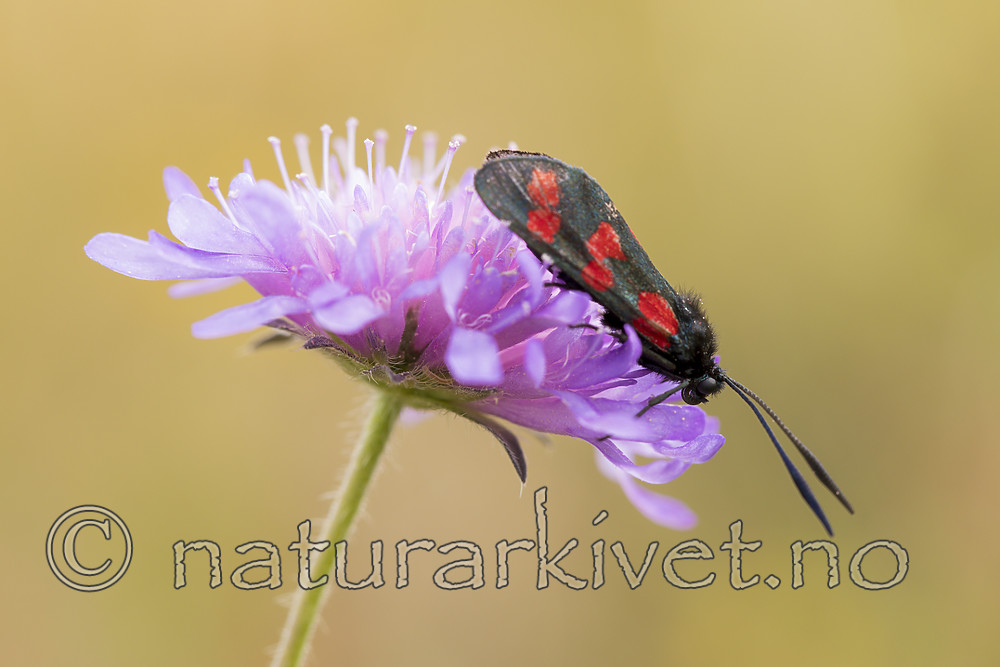 KA_170724_47 / Knautia arvensis / Rødknapp <br /> Zygaena filipendulae / Seksflekket bloddråpesvermer
