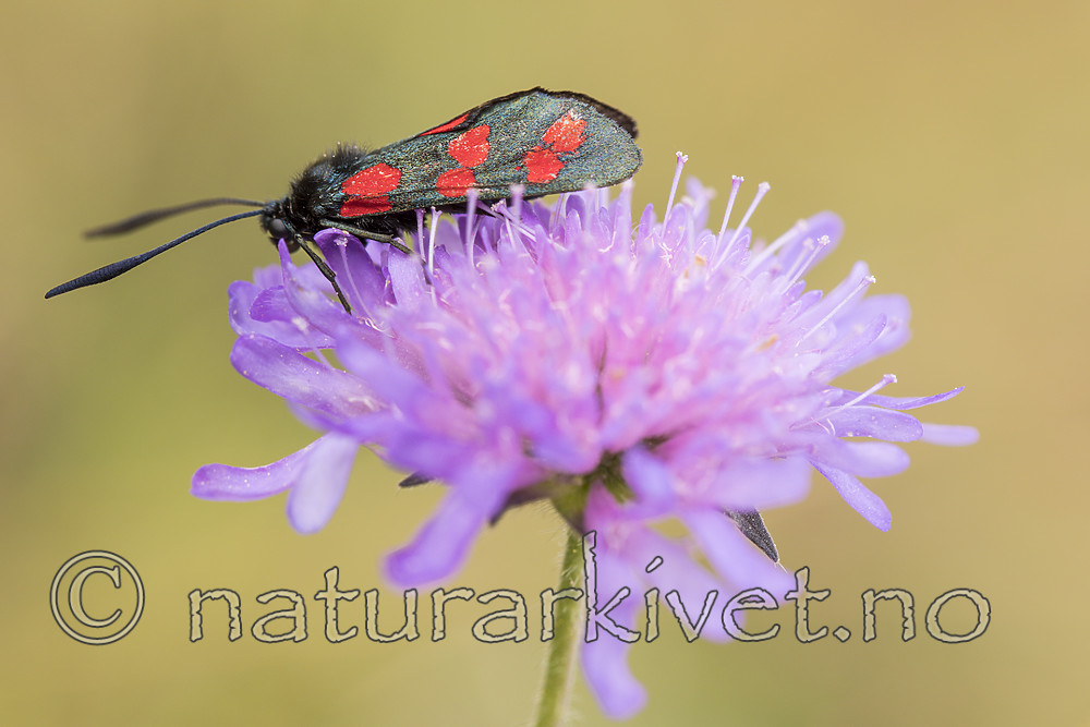 KA_170724_48 / Knautia arvensis / Rødknapp <br /> Zygaena filipendulae / Seksflekket bloddråpesvermer