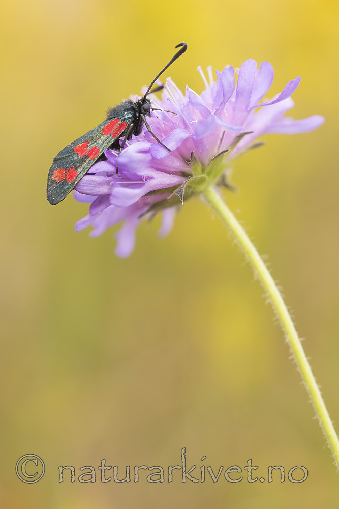 KA_170724_49 / Knautia arvensis / Rødknapp <br /> Zygaena filipendulae / Seksflekket bloddråpesvermer