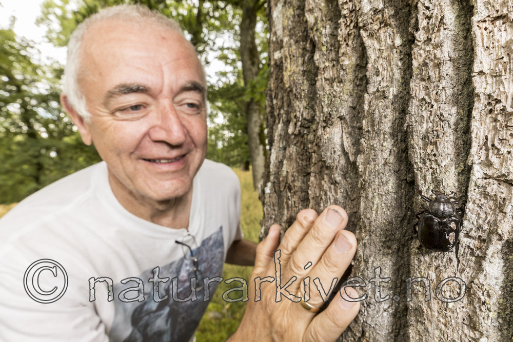 KA_170802_11 / Osmoderma eremita / Eremitt